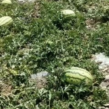 硒砂瓜7月上市。提前预定有优惠