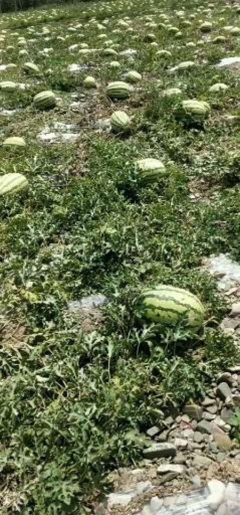硒砂瓜7月上市。提前预定有优惠