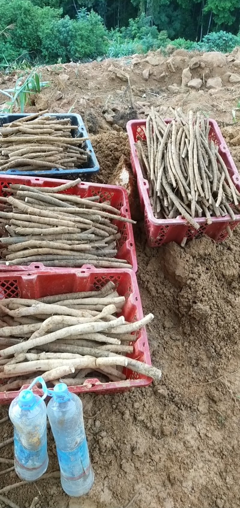 牛大力，大中小、小小、次薯
