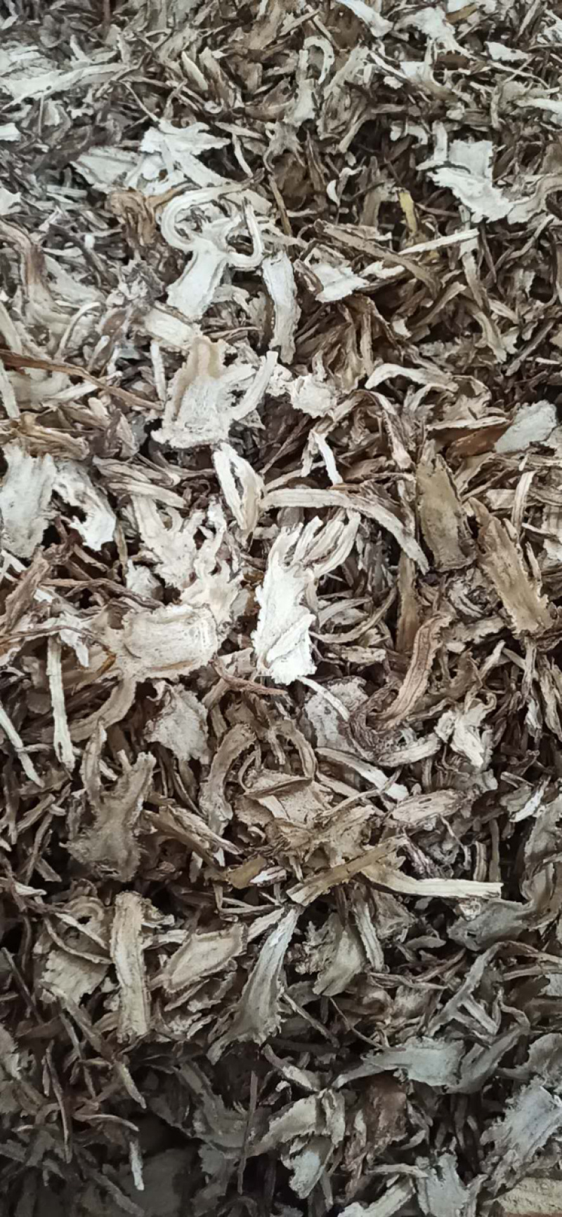 【推荐】甘肃当归圆片，当归片，当归头片，产地批发