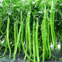 #湘西线椒#湖南青辣椒#高山新鲜辣椒#基地直供辣椒