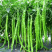 #湘西线椒#湖南青辣椒#高山新鲜辣椒#基地直供辣椒