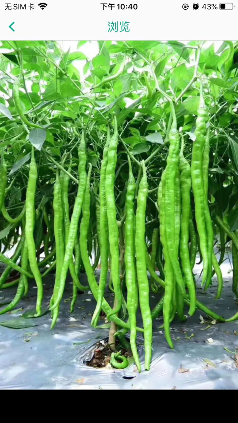 #湘西线椒#湖南青辣椒#高山新鲜辣椒#基地直供辣椒