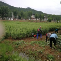 招药用大叶艾叶种植合作账目包回收技术指导