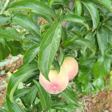 干核李子