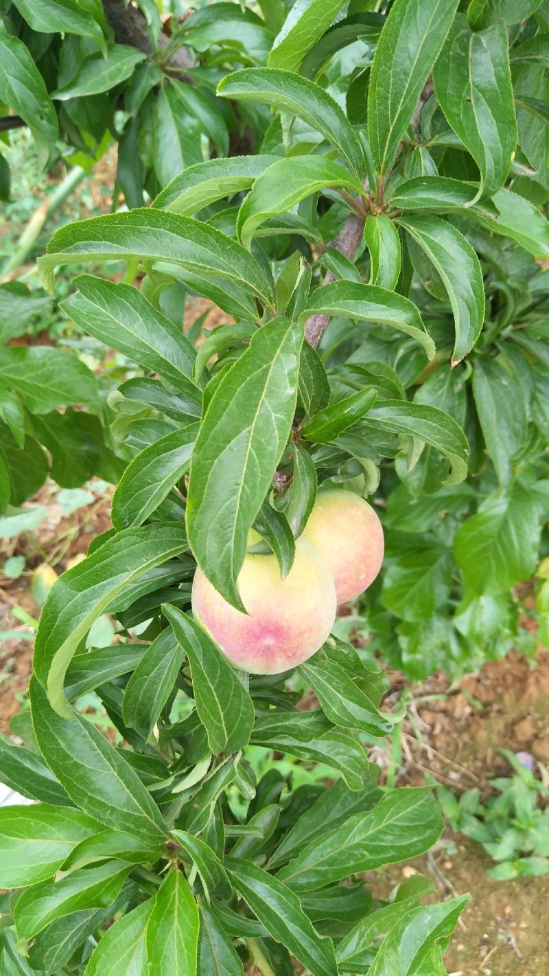 干核李子