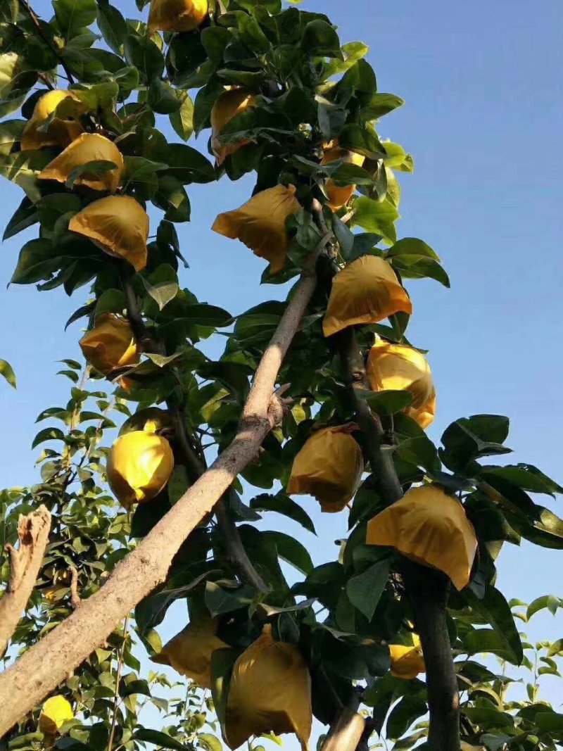 砀山翠玉梨大量上市
