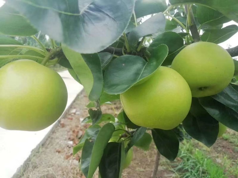 砀山翠玉梨大量上市