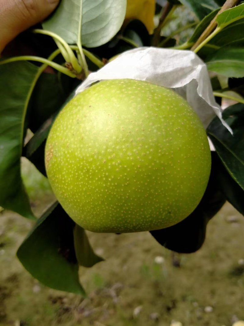 砀山翠玉梨大量上市