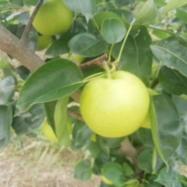 砀山翠玉梨大量上市