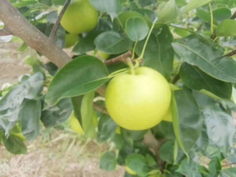 砀山翠玉梨大量上市