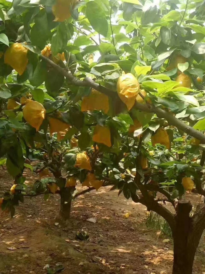 砀山翠玉梨大量上市