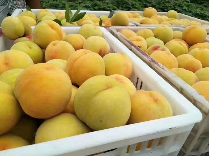 砀山黄桃大量上市