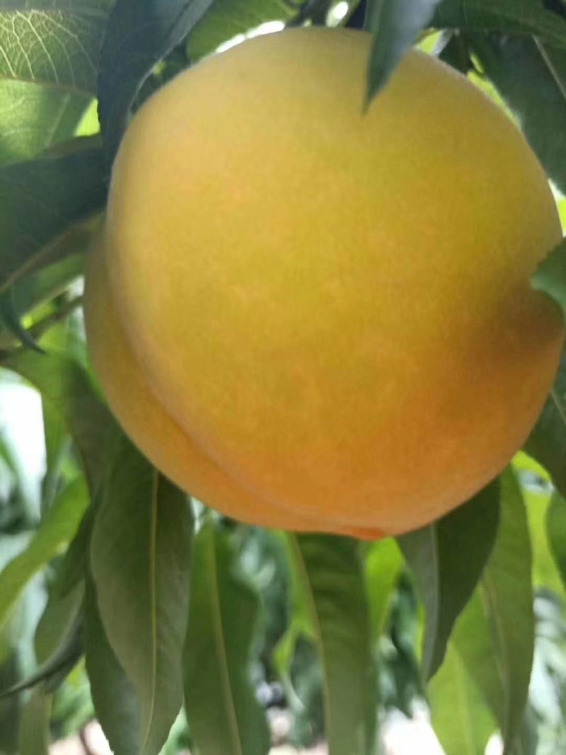 砀山黄桃大量上市