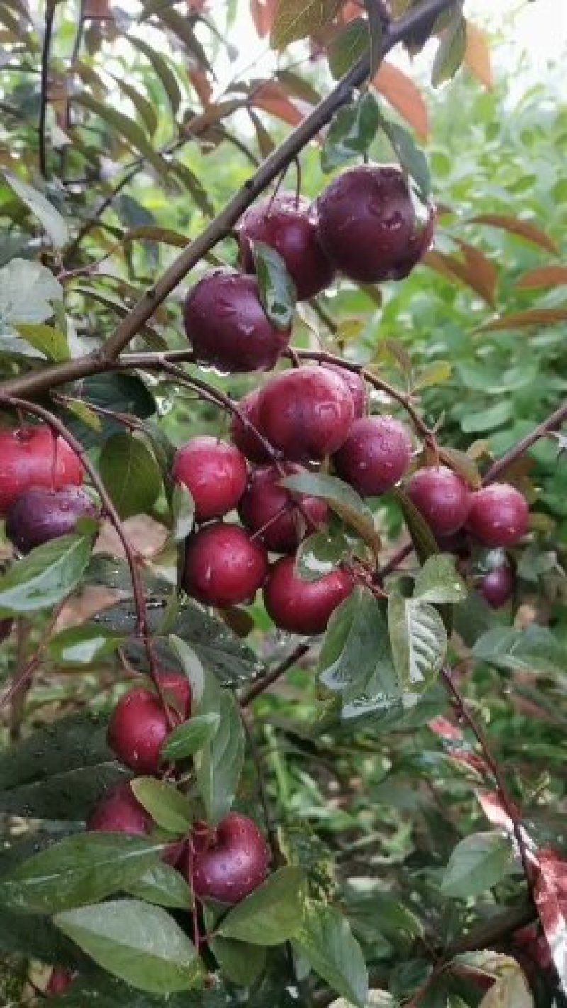 沧州市献县正发枣树种植有限公司常年供应，嫁接紫冠钙果苗