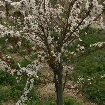 沧州市献县正发枣树种植有限公司常年供应，嫁接紫冠钙果苗