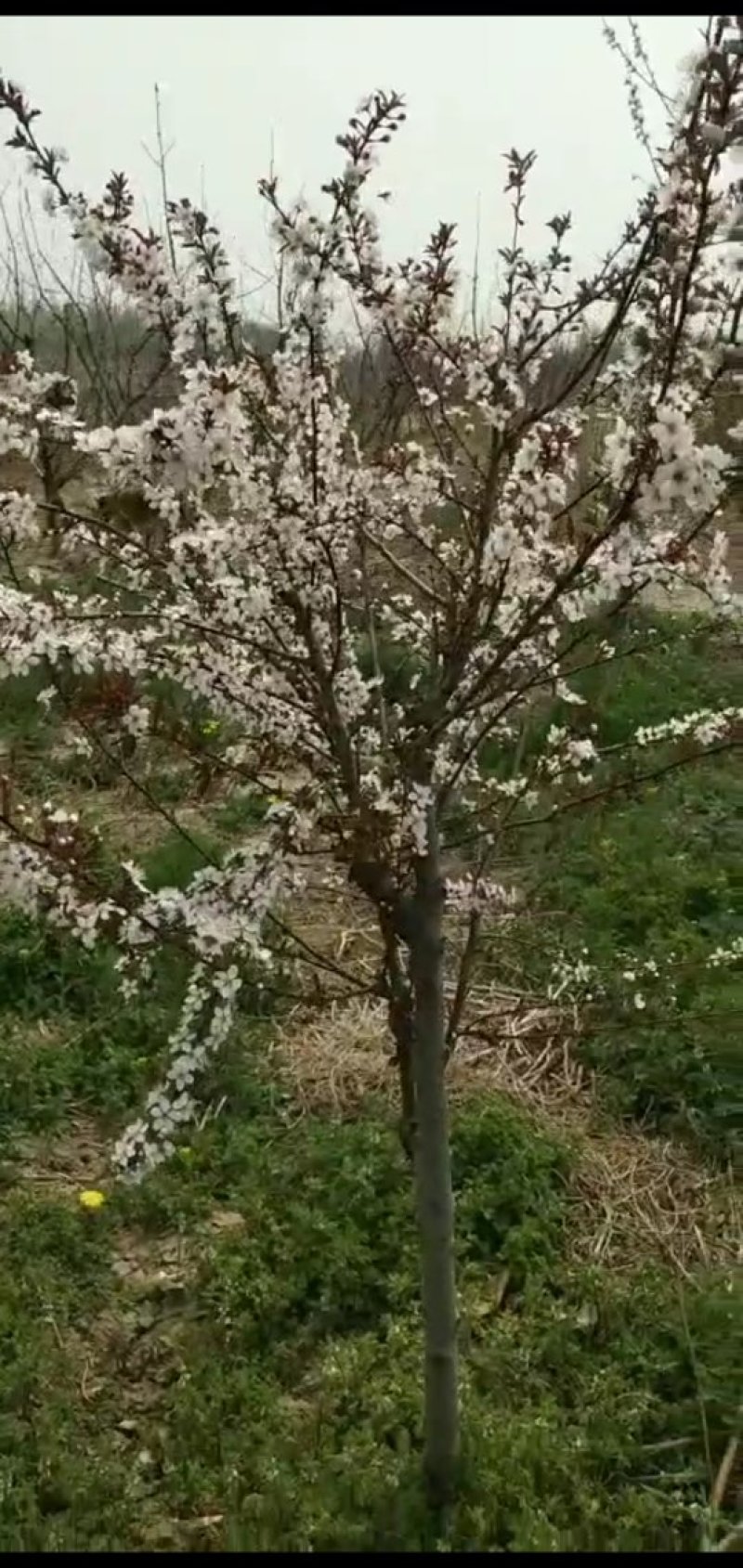沧州市献县正发枣树种植有限公司常年供应，嫁接紫冠钙果苗