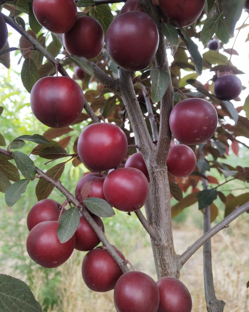 沧州市献县正发枣树种植有限公司常年供应，嫁接紫冠钙果苗
