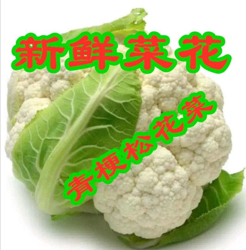 精选菜花，紧花散花2/3斤，产地供货，欢迎采购，质量可靠