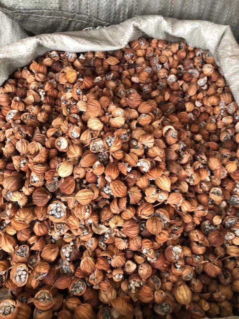 中药材香砂有大量货源欢迎选购