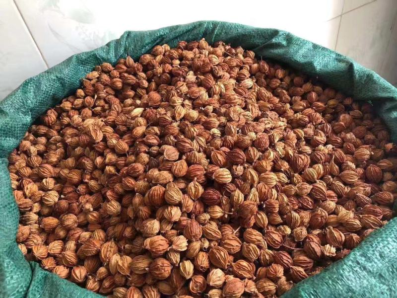 中药材香砂有大量货源欢迎选购