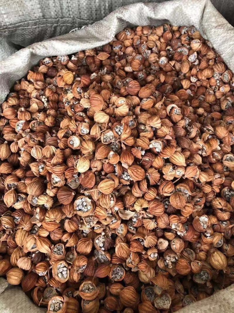 中药材香砂有大量货源欢迎选购