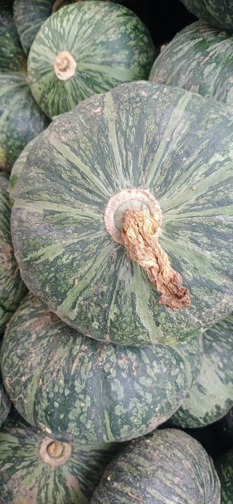 甜栗南瓜，板栗南瓜，产地直发，货源充足！