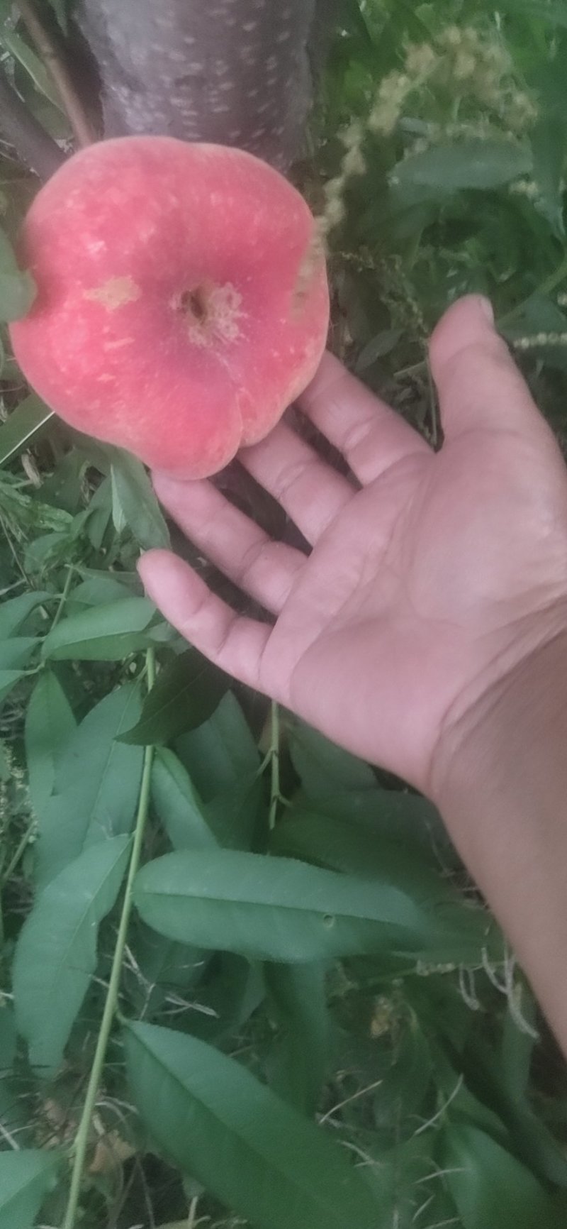 蟠桃