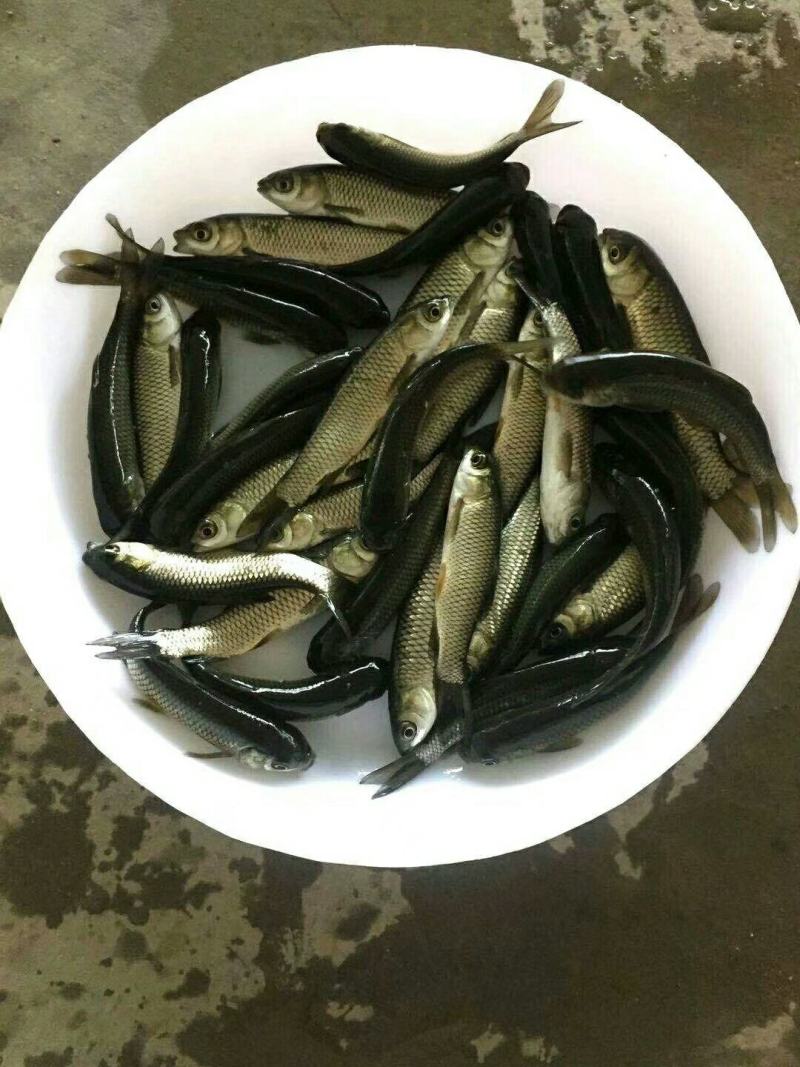 草鱼苗，打过疫苗，规格齐全，买家保障
