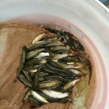 草鱼苗，打过疫苗，规格齐全，买家保障