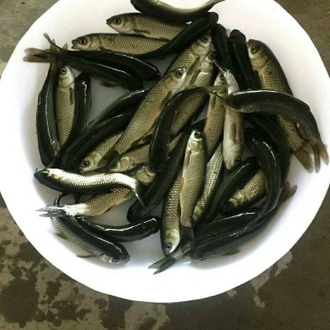 优质草鱼苗，打过疫苗，规格齐全，买家保障