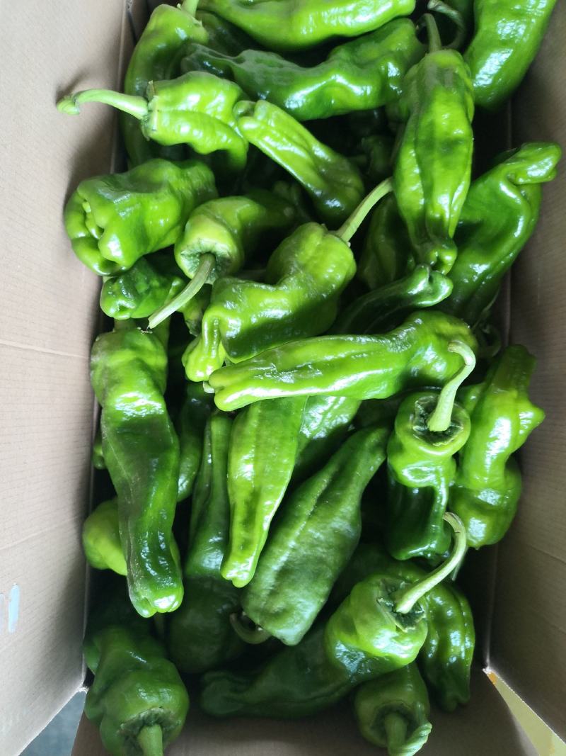 薄皮泡椒鲜辣椒308.巨无霸