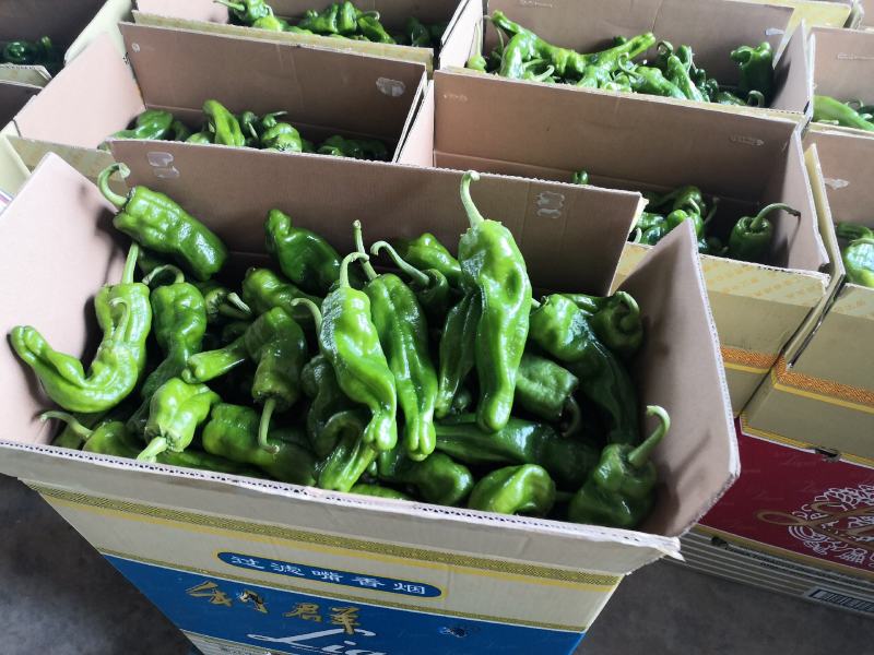 薄皮泡椒鲜辣椒308.巨无霸