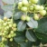 本地泡茶喝的老品种花椒又香又麻，新鲜采摘无枝叶质量保证！