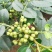 本地泡茶喝的老品种花椒又香又麻，新鲜采摘无枝叶质量保证！