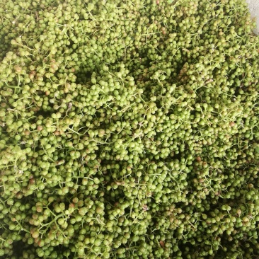本地泡茶喝的老品种花椒又香又麻，新鲜采摘无枝叶质量保证！