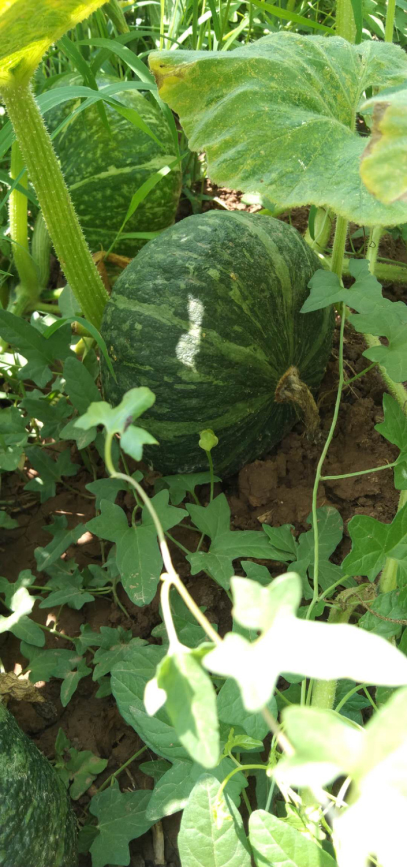 精品板栗南瓜大量上市中。