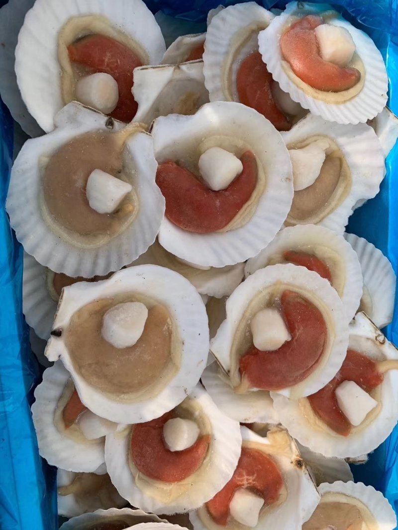 虾夷扇贝食用冰冻5~10只/kg
