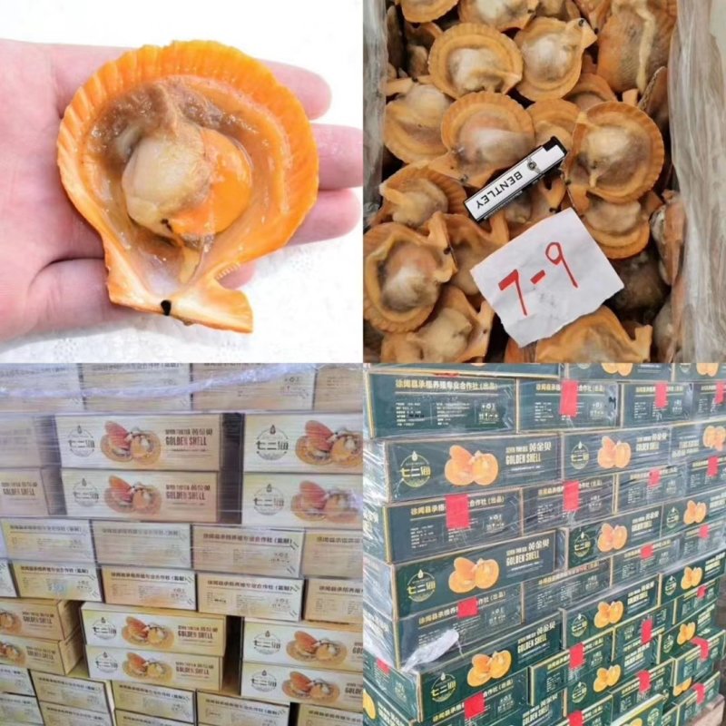 虾夷扇贝食用冰冻5~10只/kg