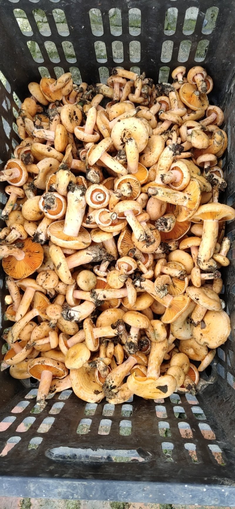 野生松树菌松乳菇