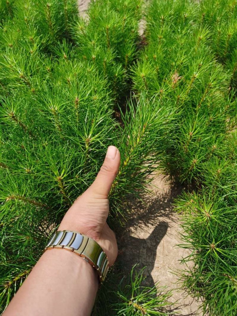 二年樟子松，裸根苗，原床苗，