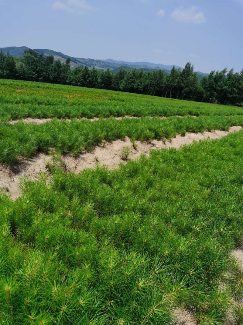 二年樟子松，裸根苗，原床苗，