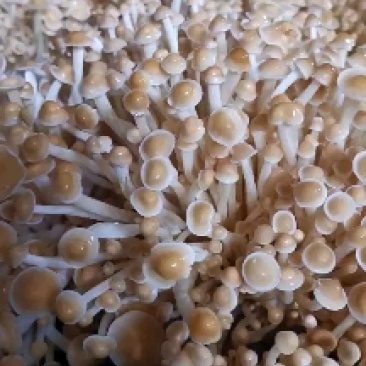 家庭栽培金针菇出菇包,菌种和产品。