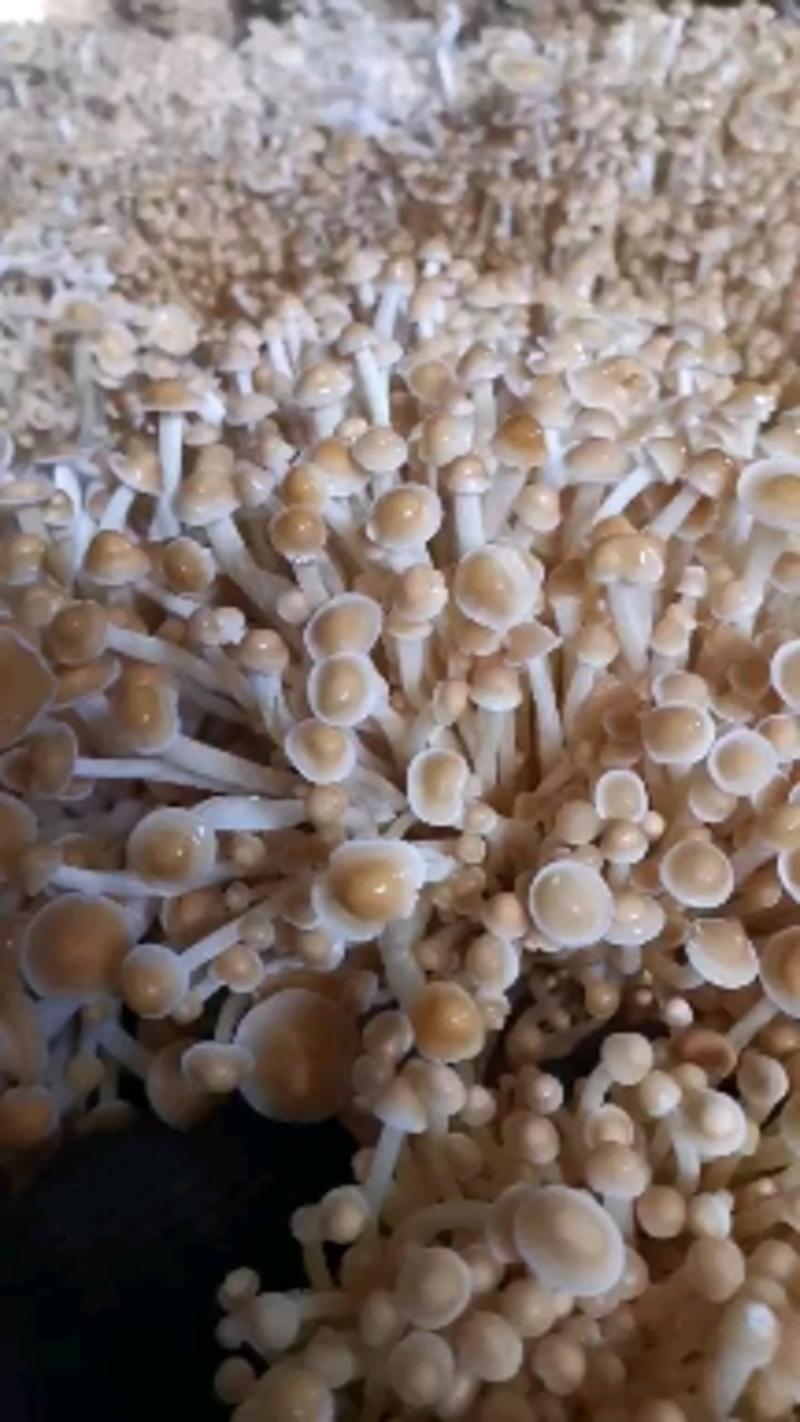 家庭栽培金针菇出菇包，菌种和产品。