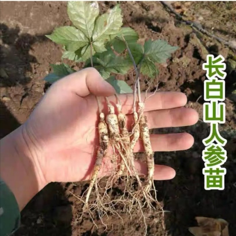 长白山人参买回去就能种包教包会，成活率百分之九十五以上