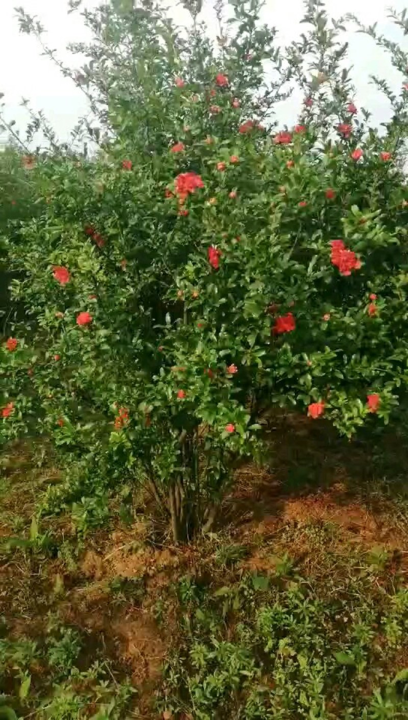 丛生花石榴多杆花石榴