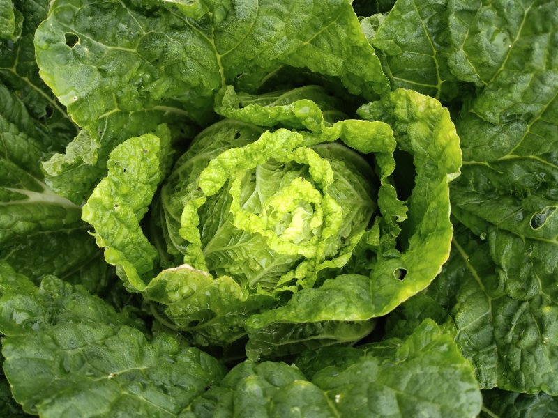 大白菜