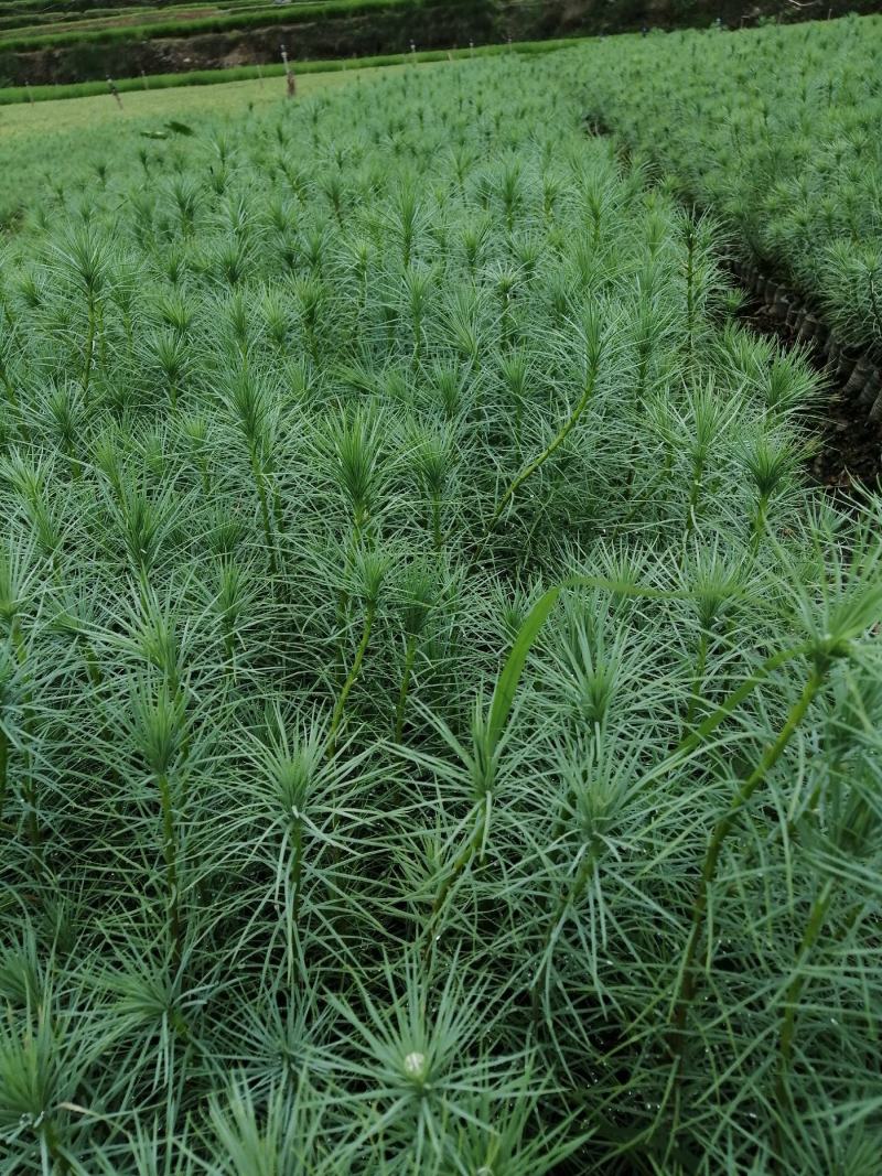 精品华山松速生苗木华山松苗松树苗一手货源绿化还林树苗