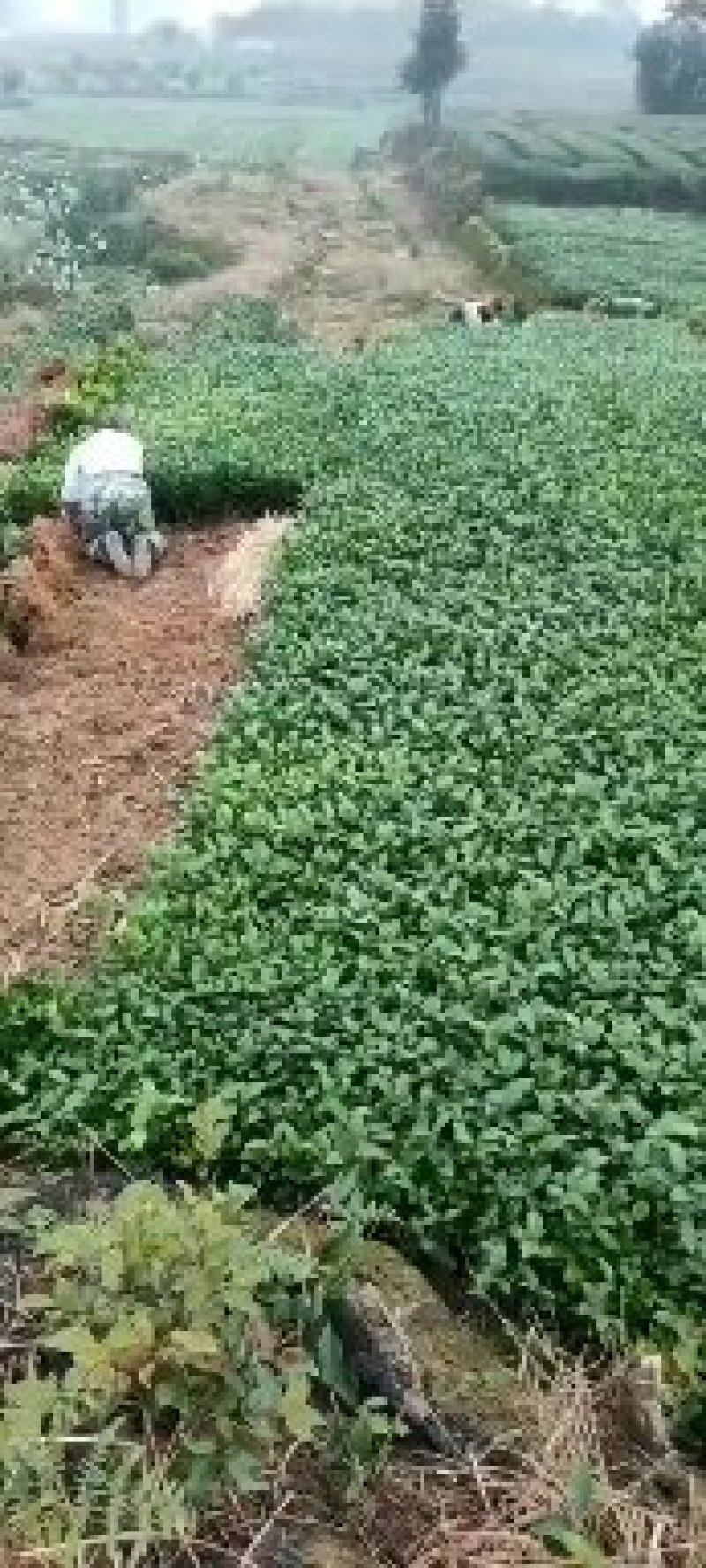 绿茶苗
