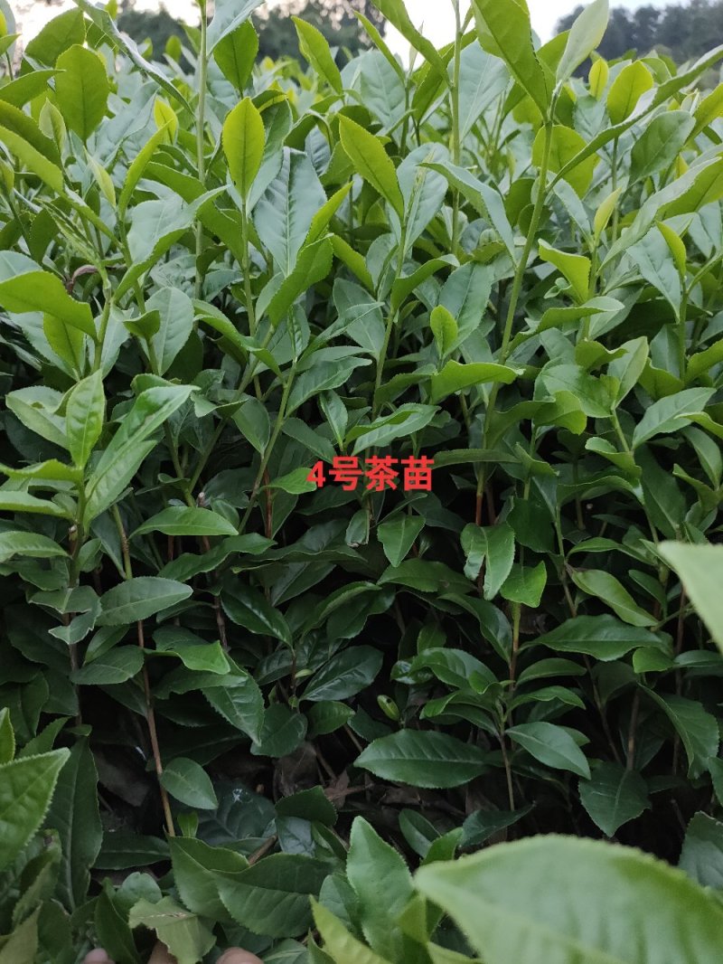 绿茶苗